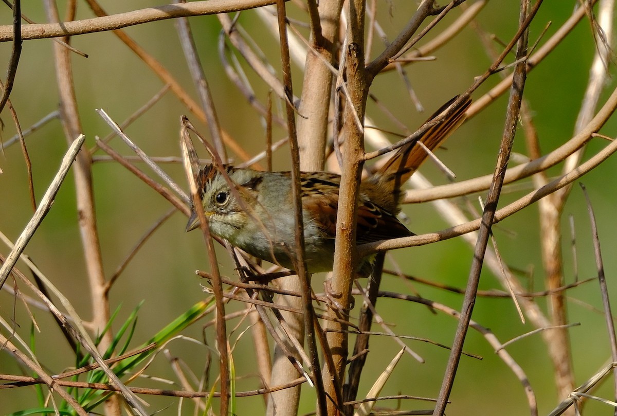 ヌマウタスズメ - ML647395218