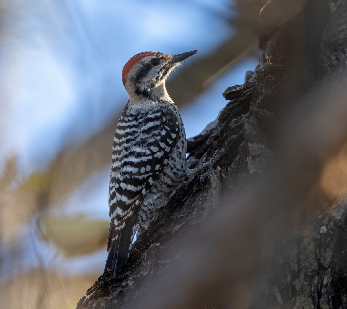 シマアカゲラ - ML647395219