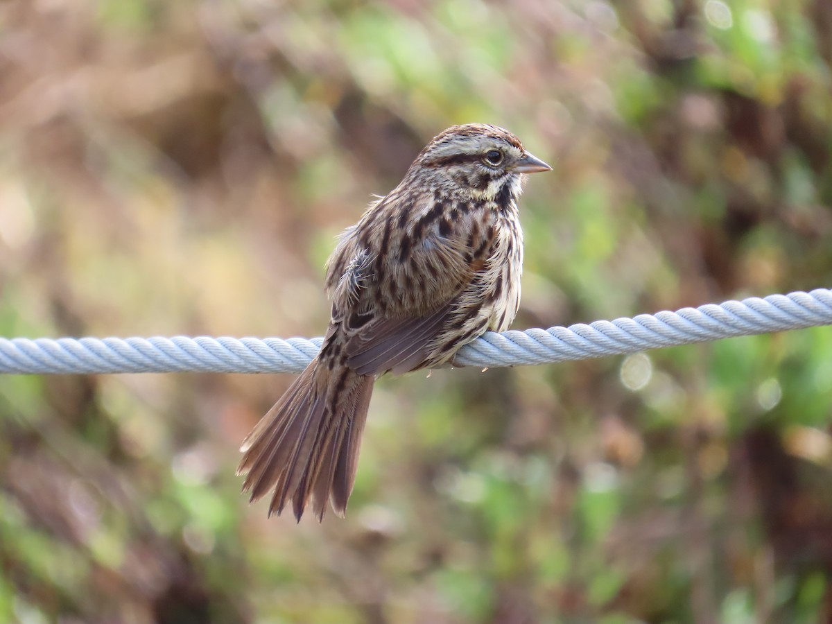 ウタスズメ - ML647395220