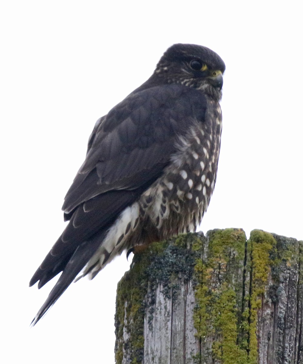 コチョウゲンボウ - ML647395221