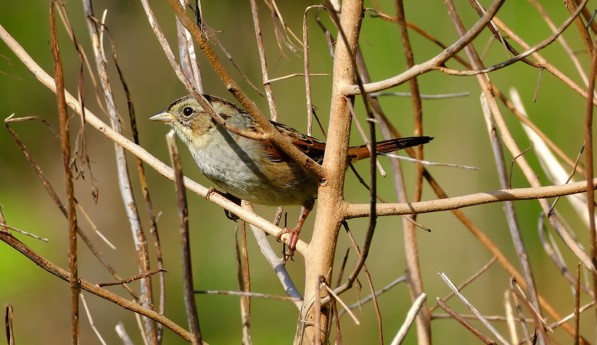 ヌマウタスズメ - ML647395222