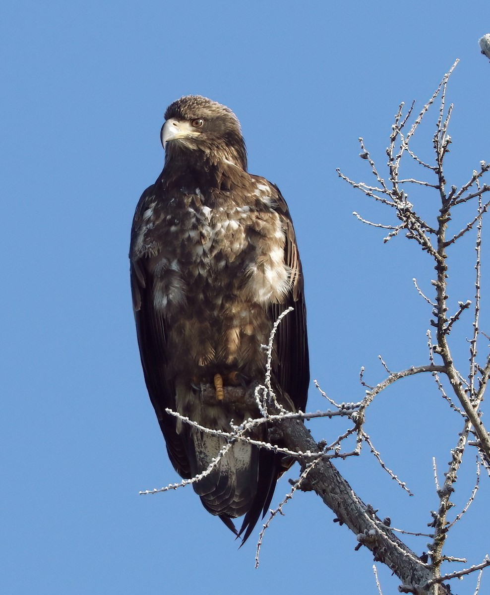 ハクトウワシ - ML647395223