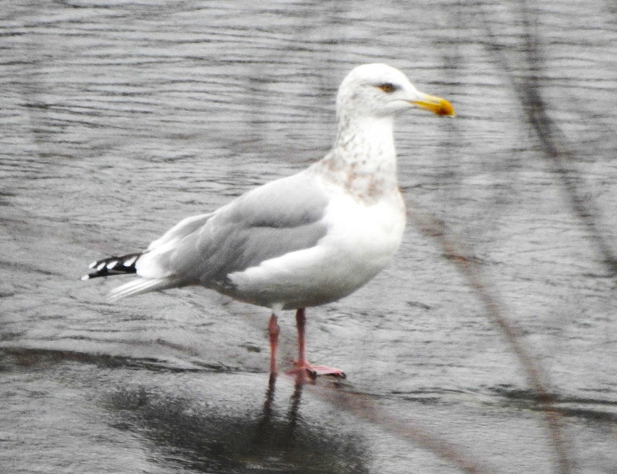 アメリカセグロカモメ - ML647395226