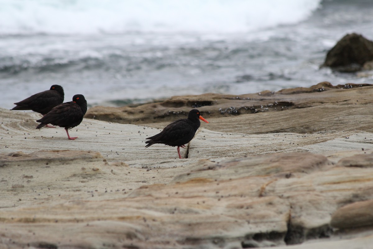 オーストラリアクロミヤコドリ - ML647395232