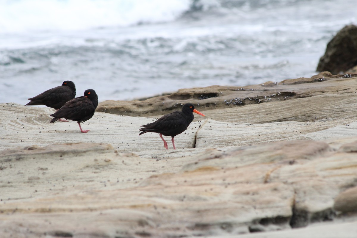 オーストラリアクロミヤコドリ - ML647395233