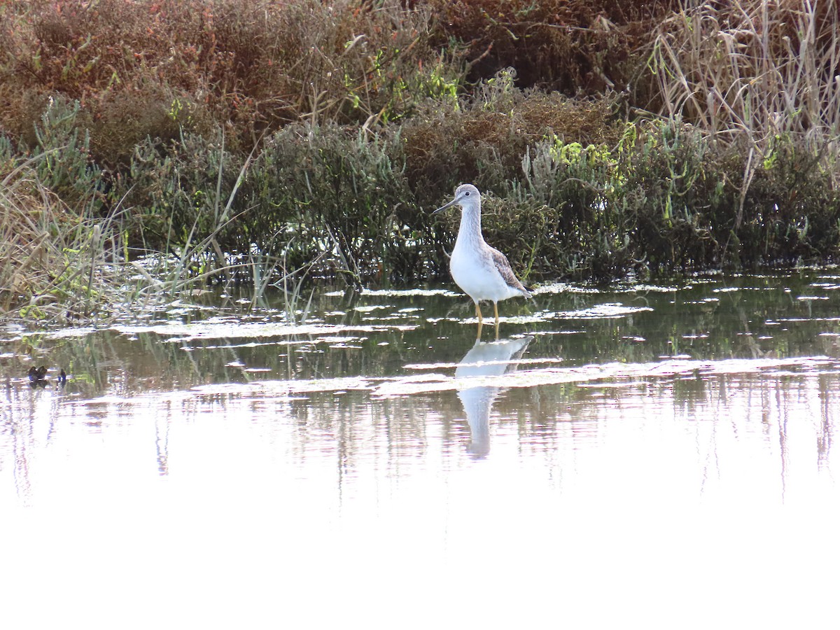 オオキアシシギ - ML647395234