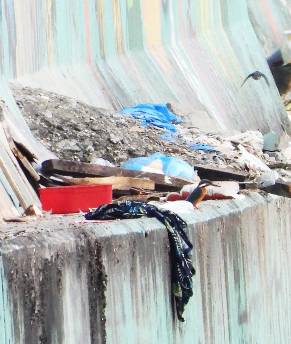 カワセミ - ML647395235