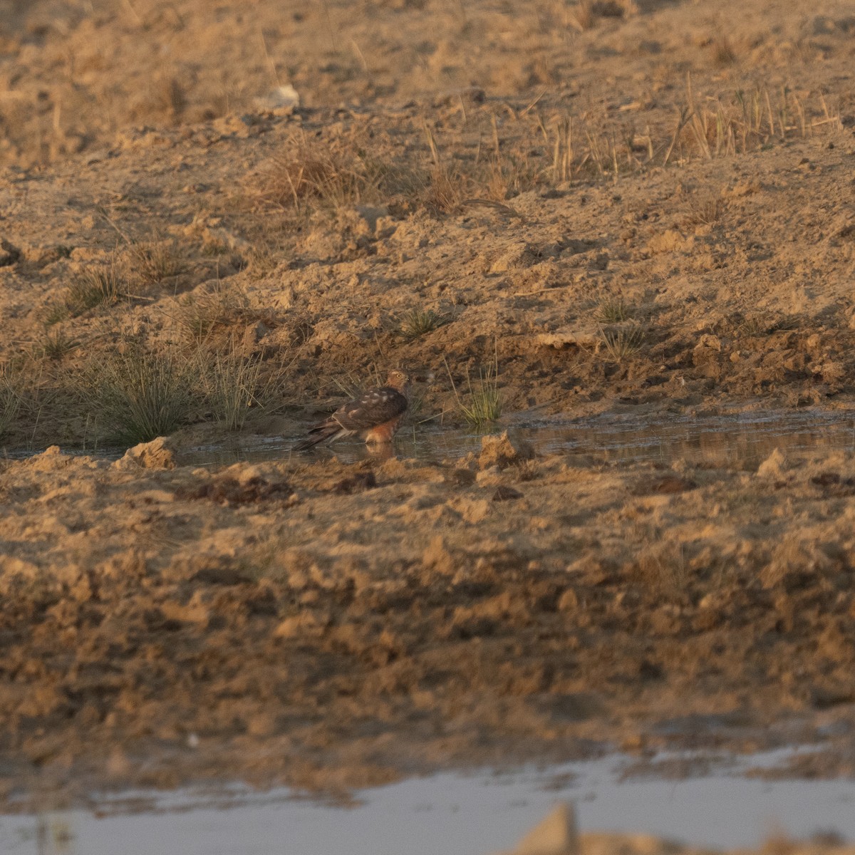 ハイタカ - ML647395238