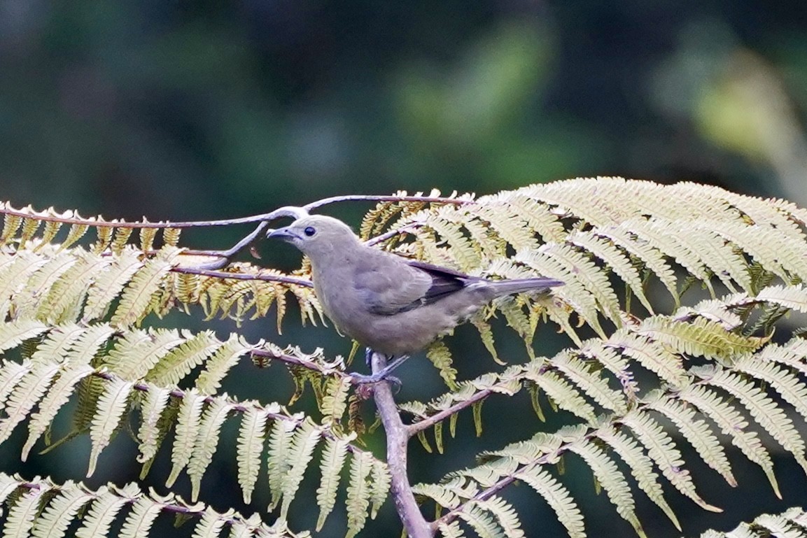 ヤシフウキンチョウ - ML647395239