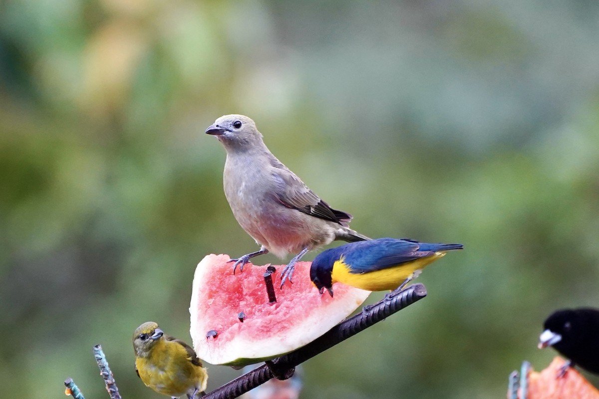 ヤシフウキンチョウ - ML647395240