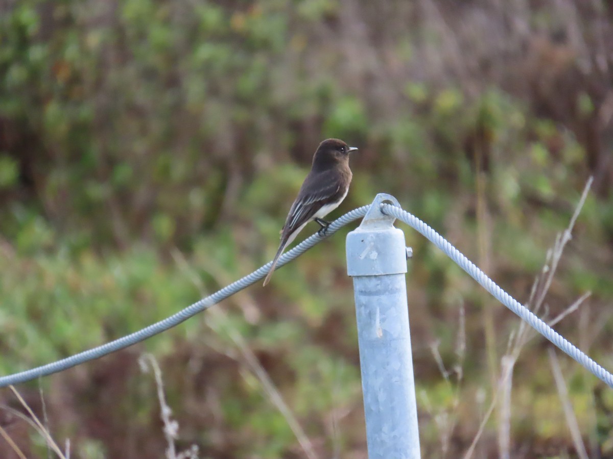 クロツキヒメハエトリ - ML647395241