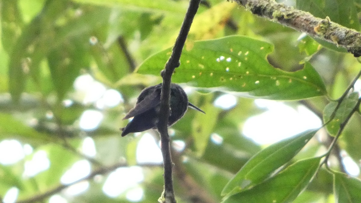 クロハラオジロハチドリ - ML647395242