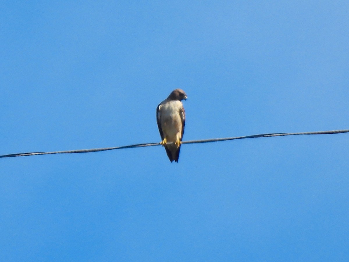 アカオノスリ - ML647395243