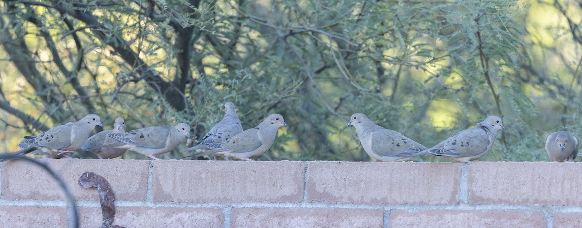 ナゲキバト - ML647395246