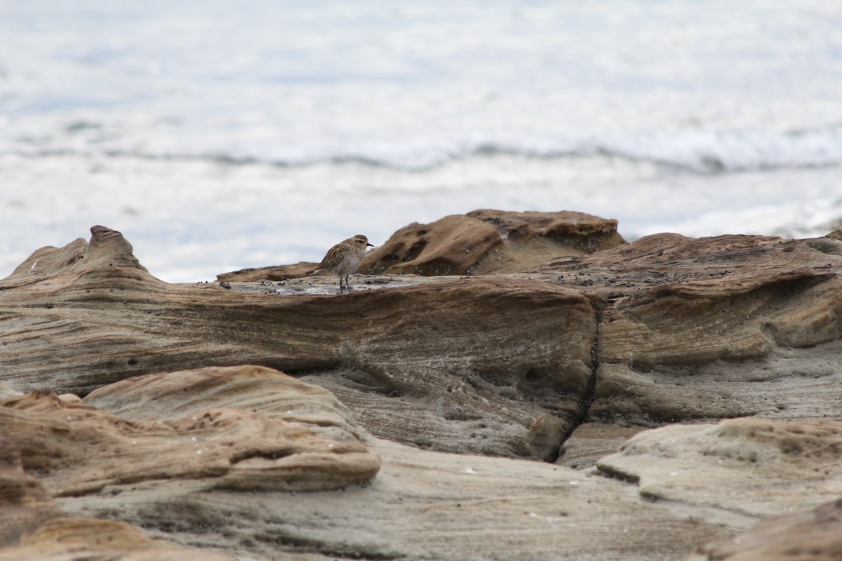 ムナグロ - ML647395247