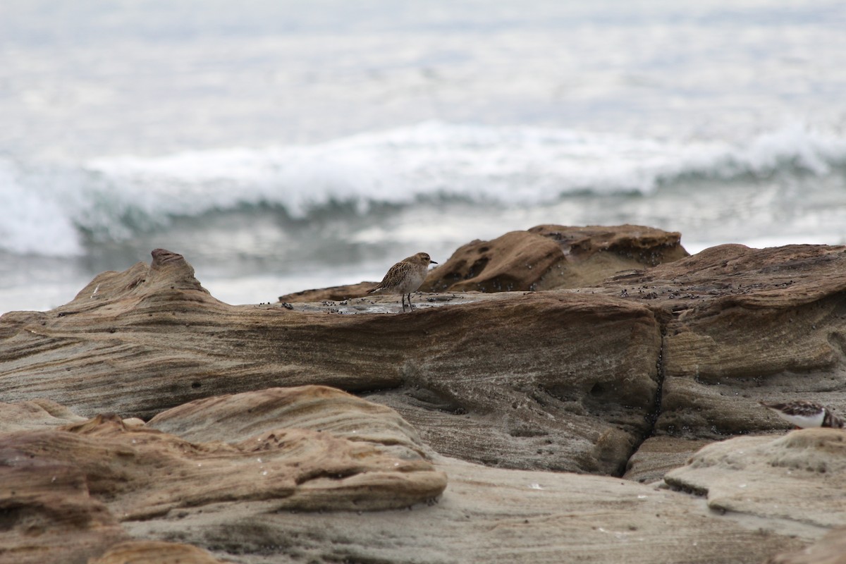 ムナグロ - ML647395248