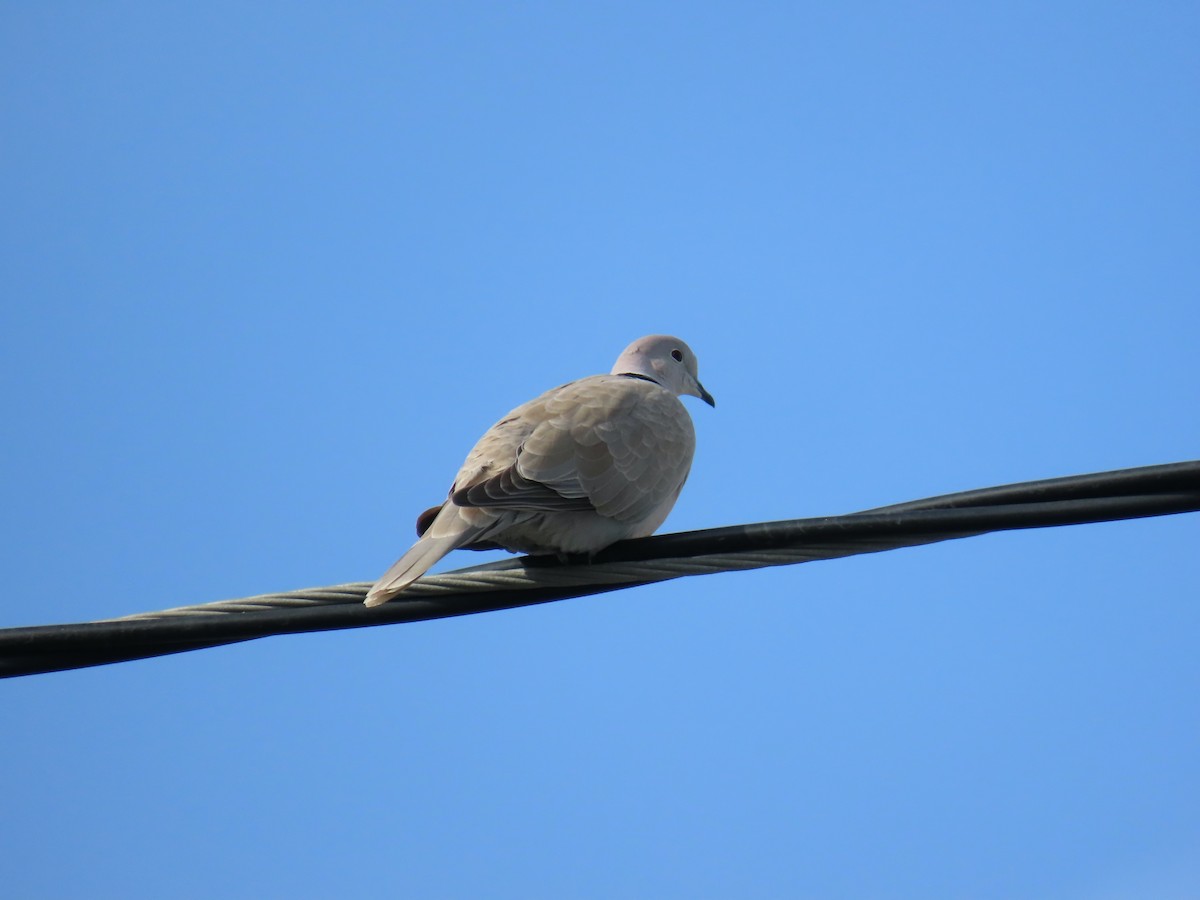 シラコバト - ML647395249