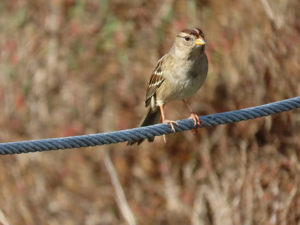 ミヤマシトド - ML647395250