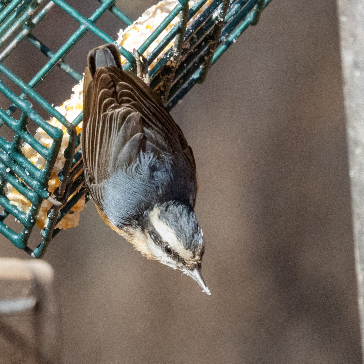 ムネアカゴジュウカラ - ML647395252