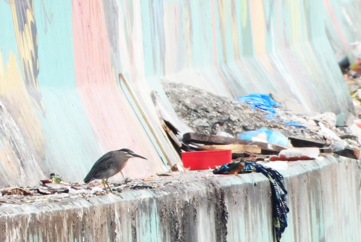 ササゴイ - ML647395254