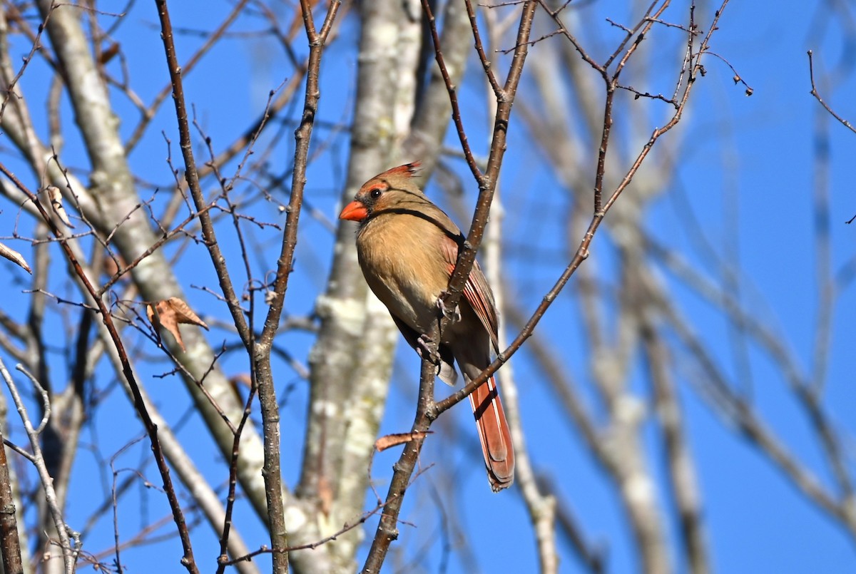 Northern Cardinal - ML647395257