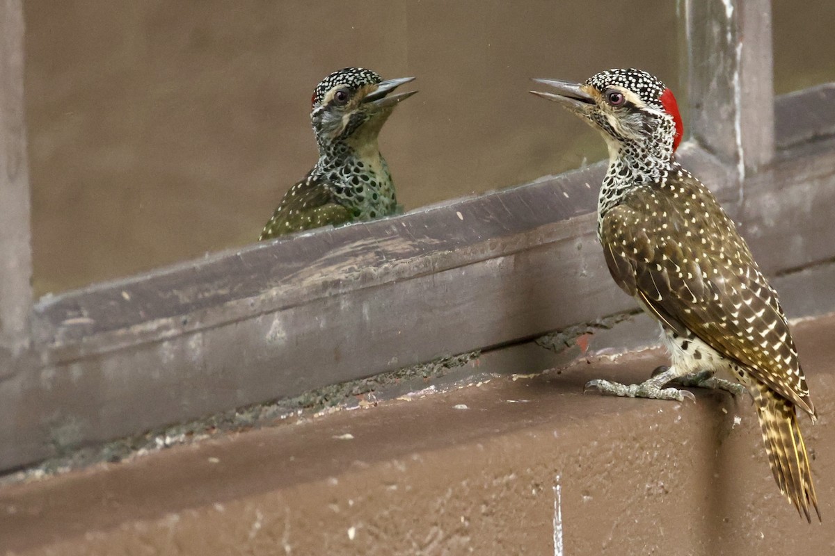 Nubian Woodpecker - ML647395265