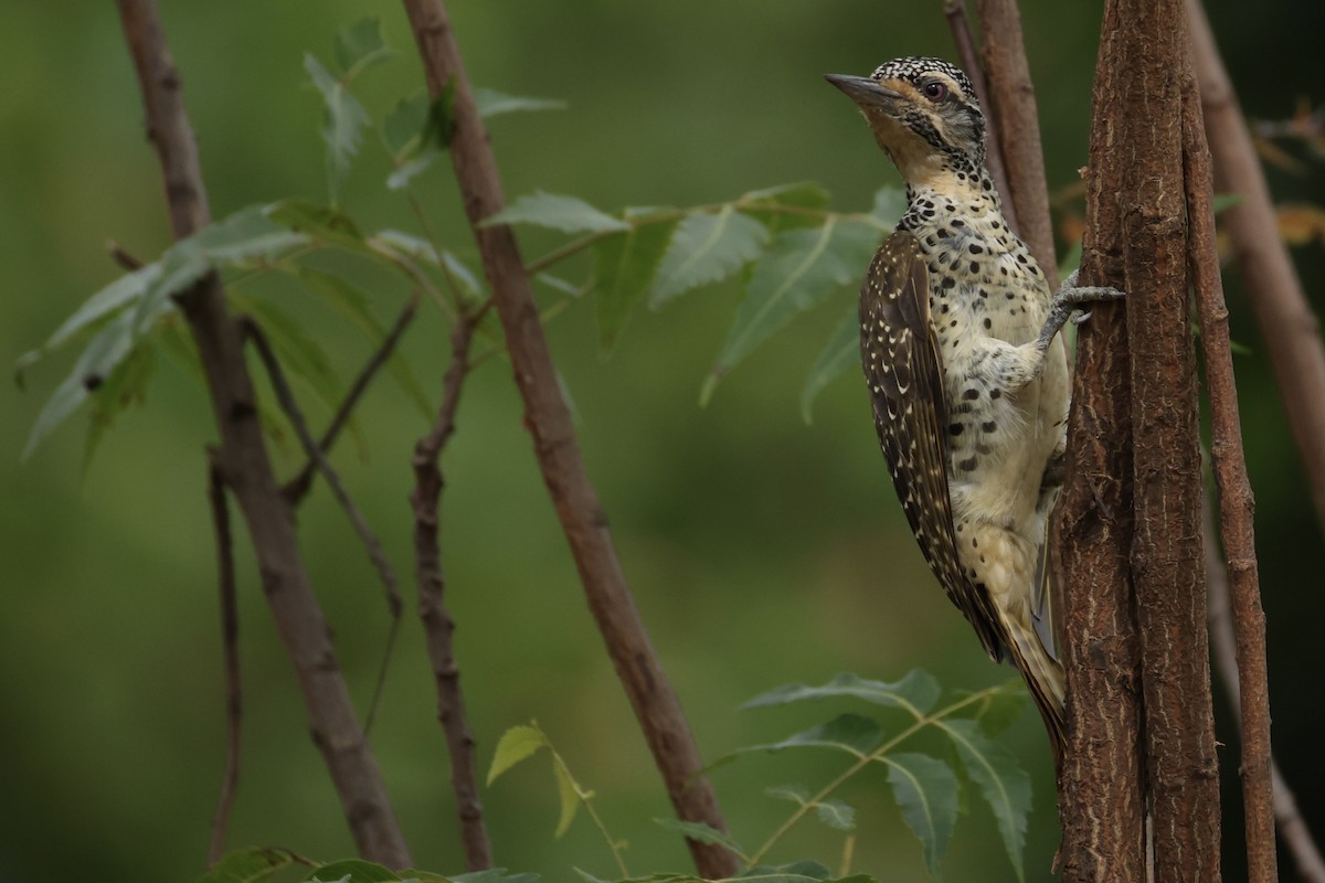 Nubian Woodpecker - ML647395266