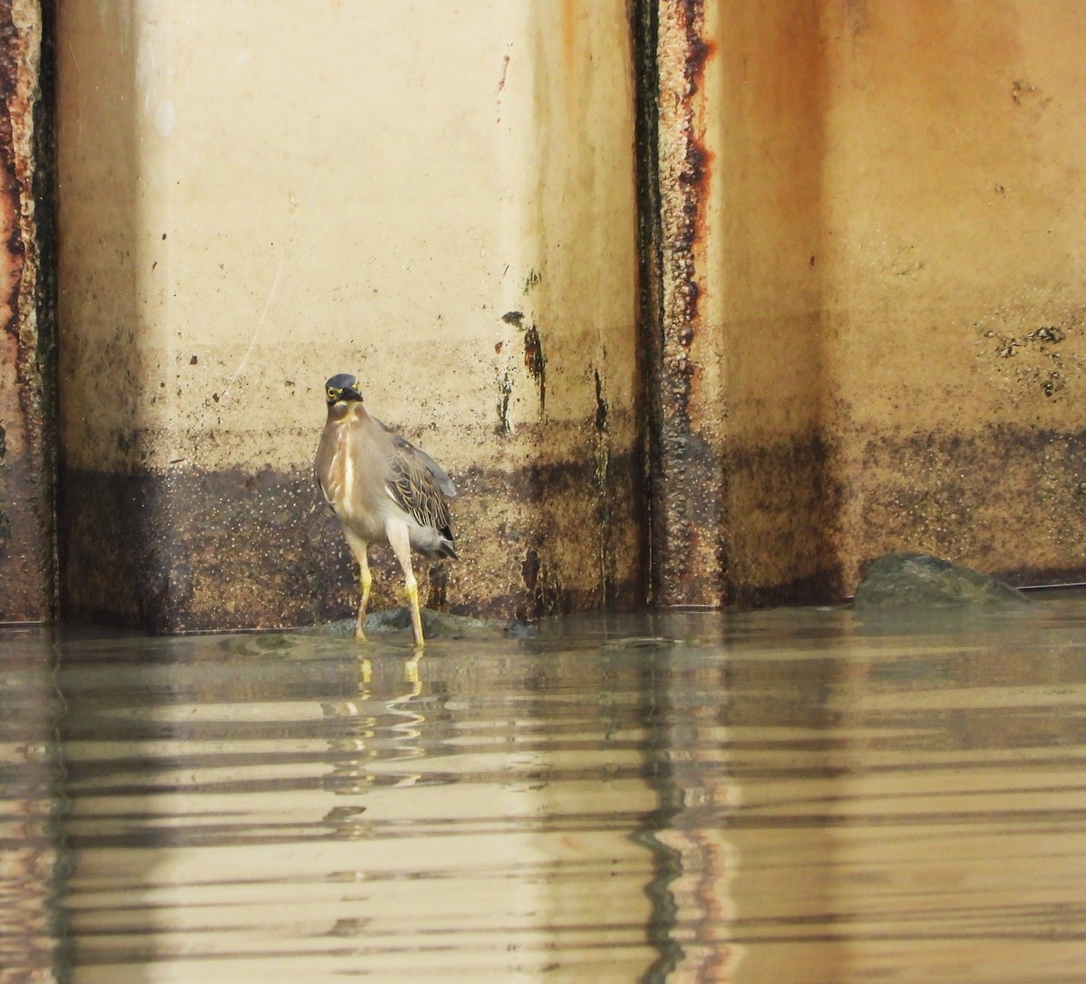 Little Heron - ML647395269