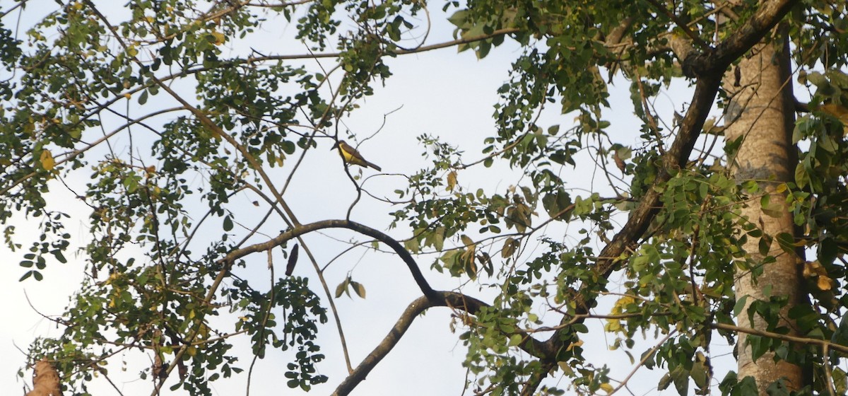 Boat-billed Flycatcher - ML647395274