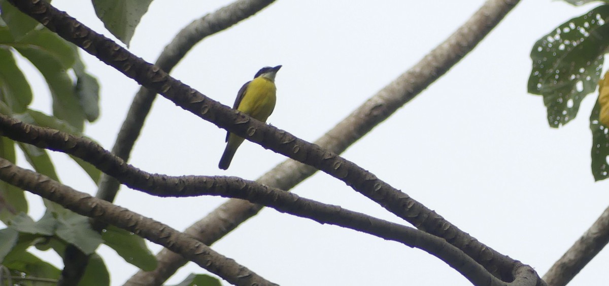 Boat-billed Flycatcher - ML647395275