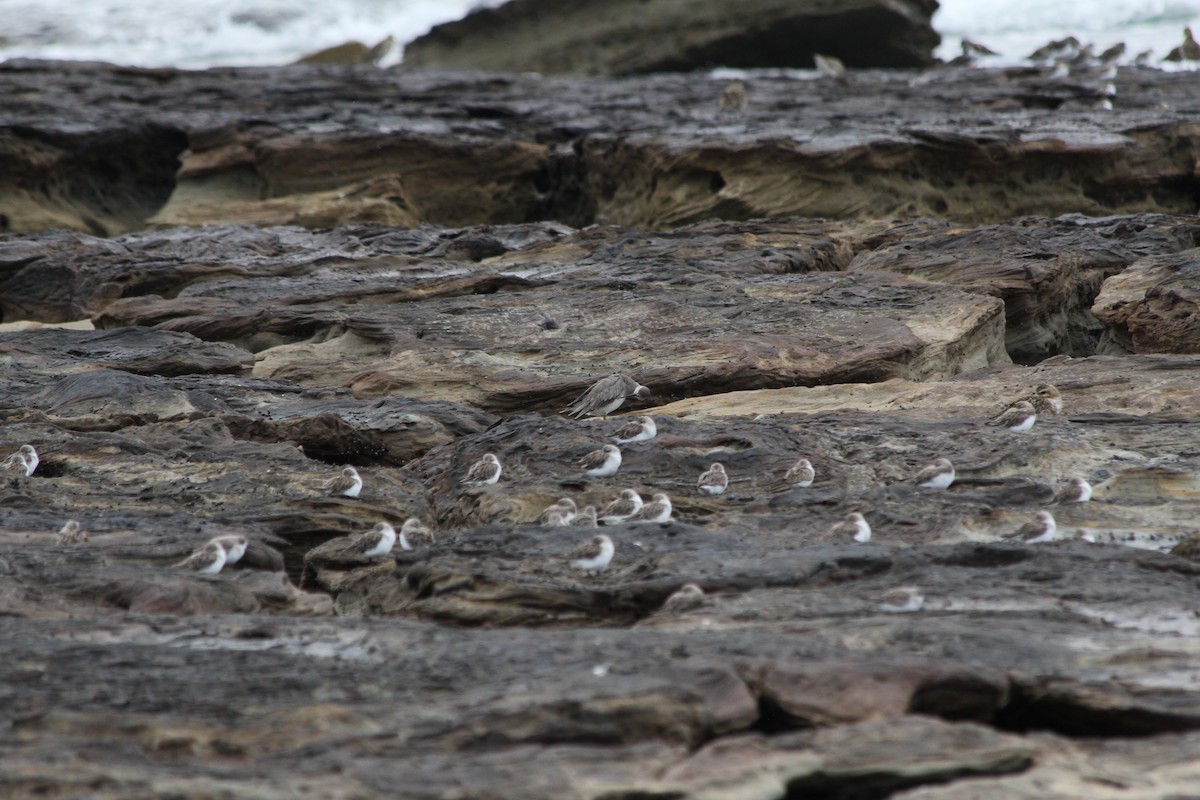 Playero Siberiano - ML647395282