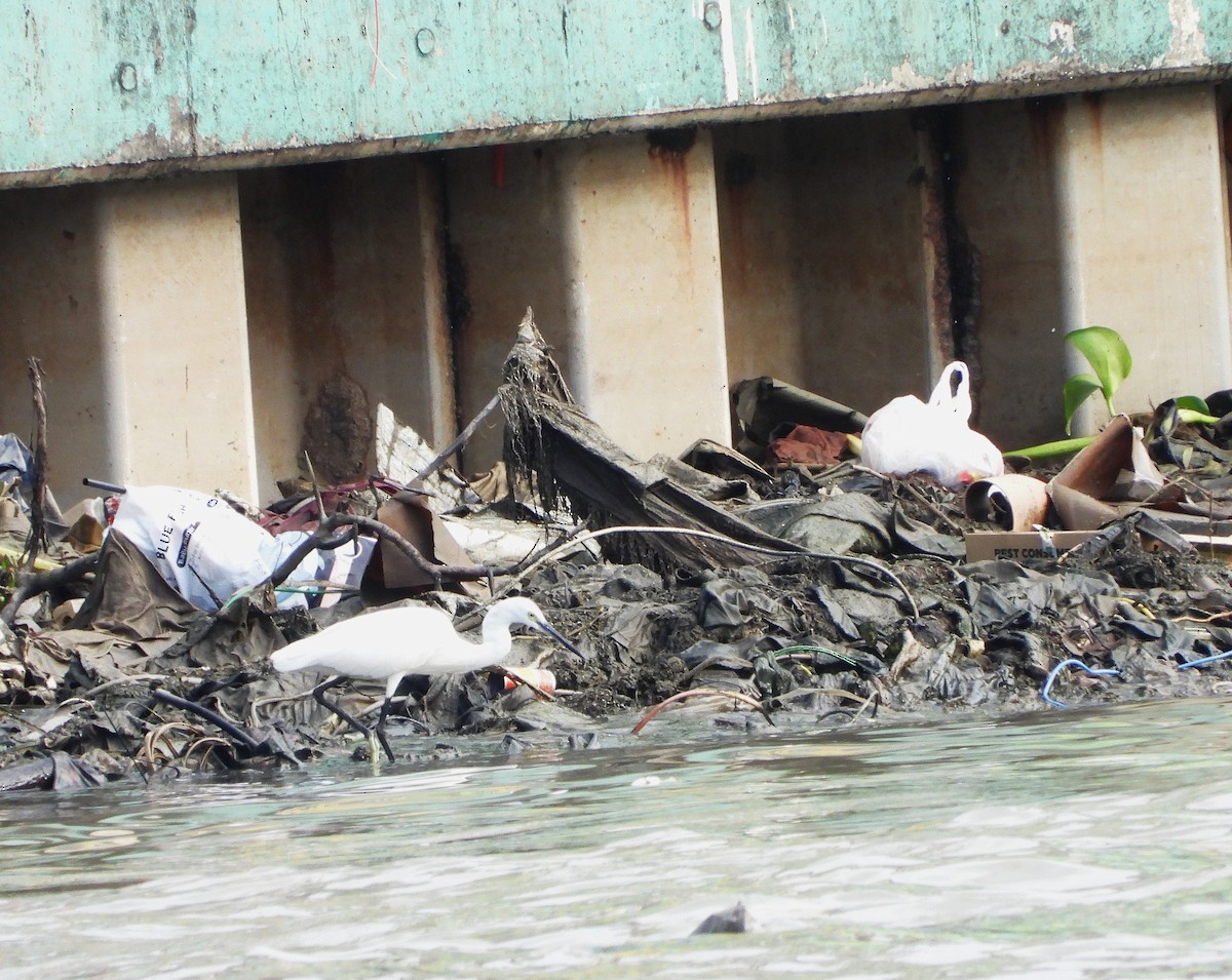 Little Egret - ML647395302