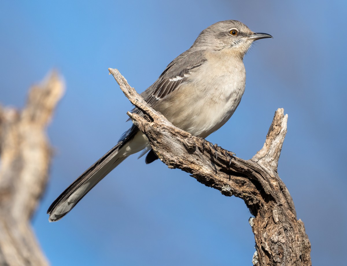 Gartenspottdrossel - ML647395307