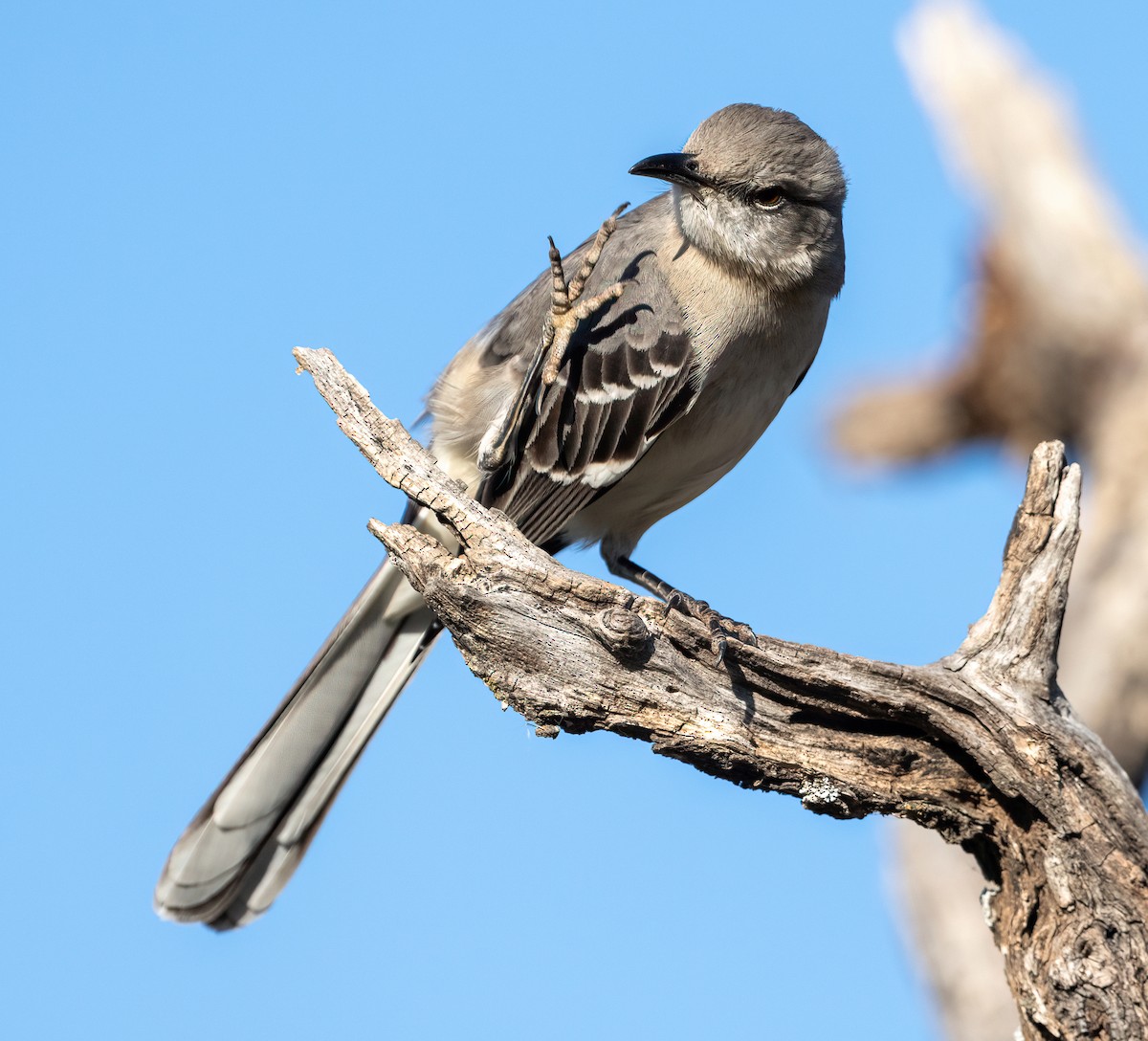 Gartenspottdrossel - ML647395308