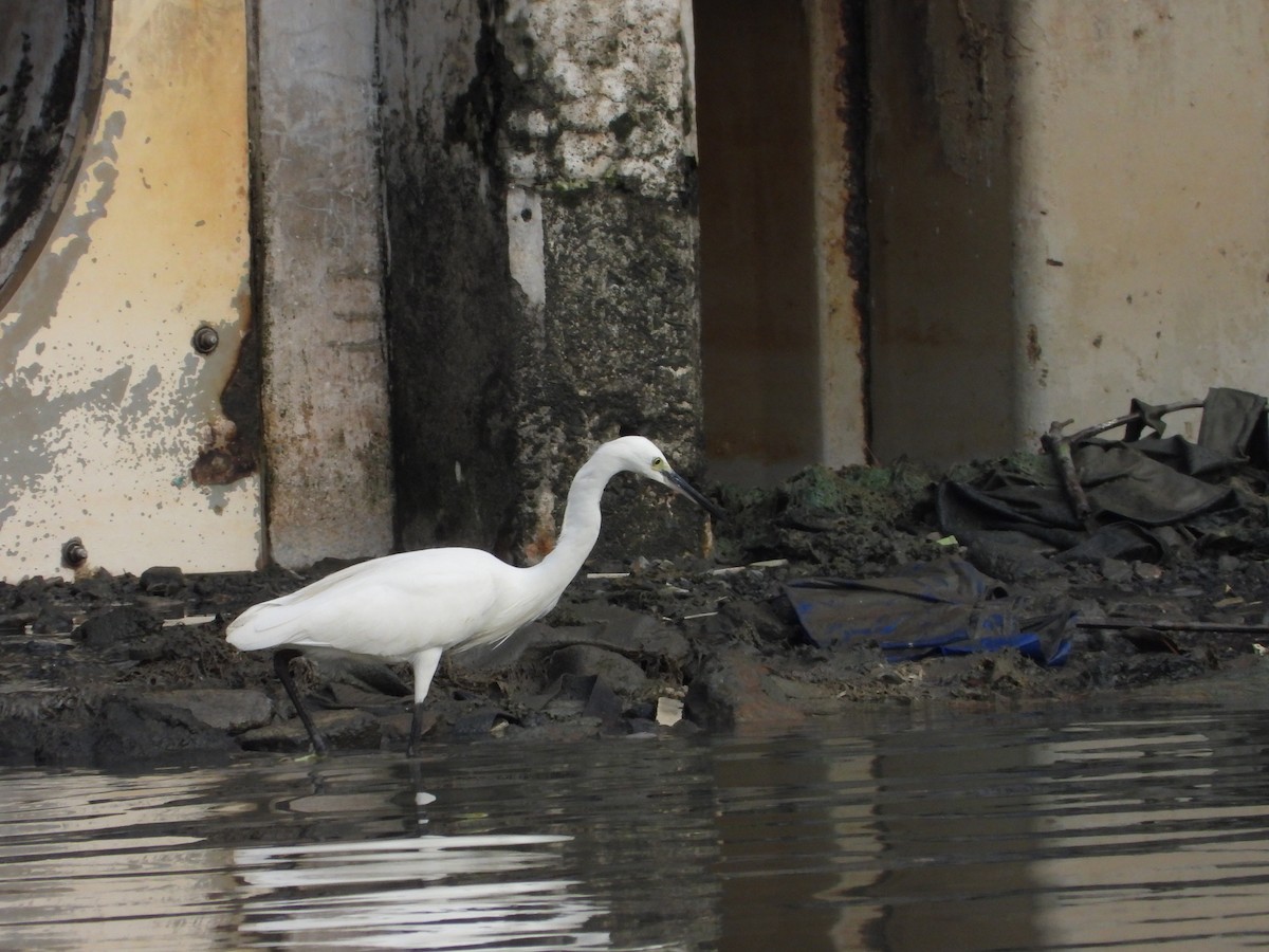 Seidenreiher - ML647395309