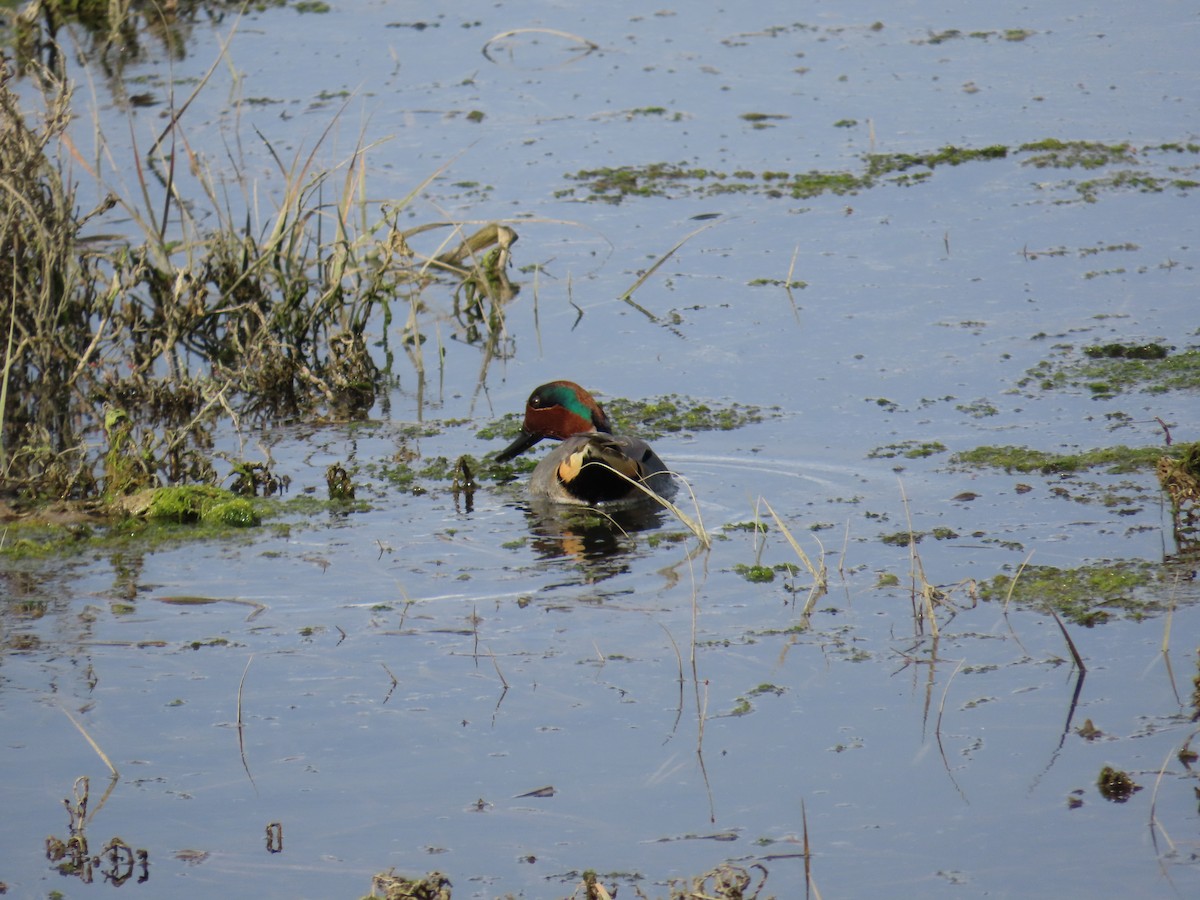 Krickente - ML647395310