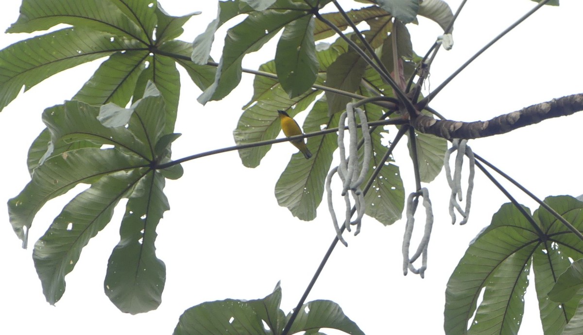 Dickschnabelorganist - ML647395311