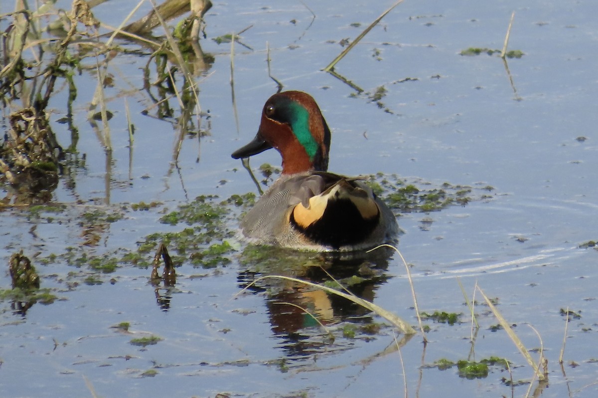 Krickente - ML647395312