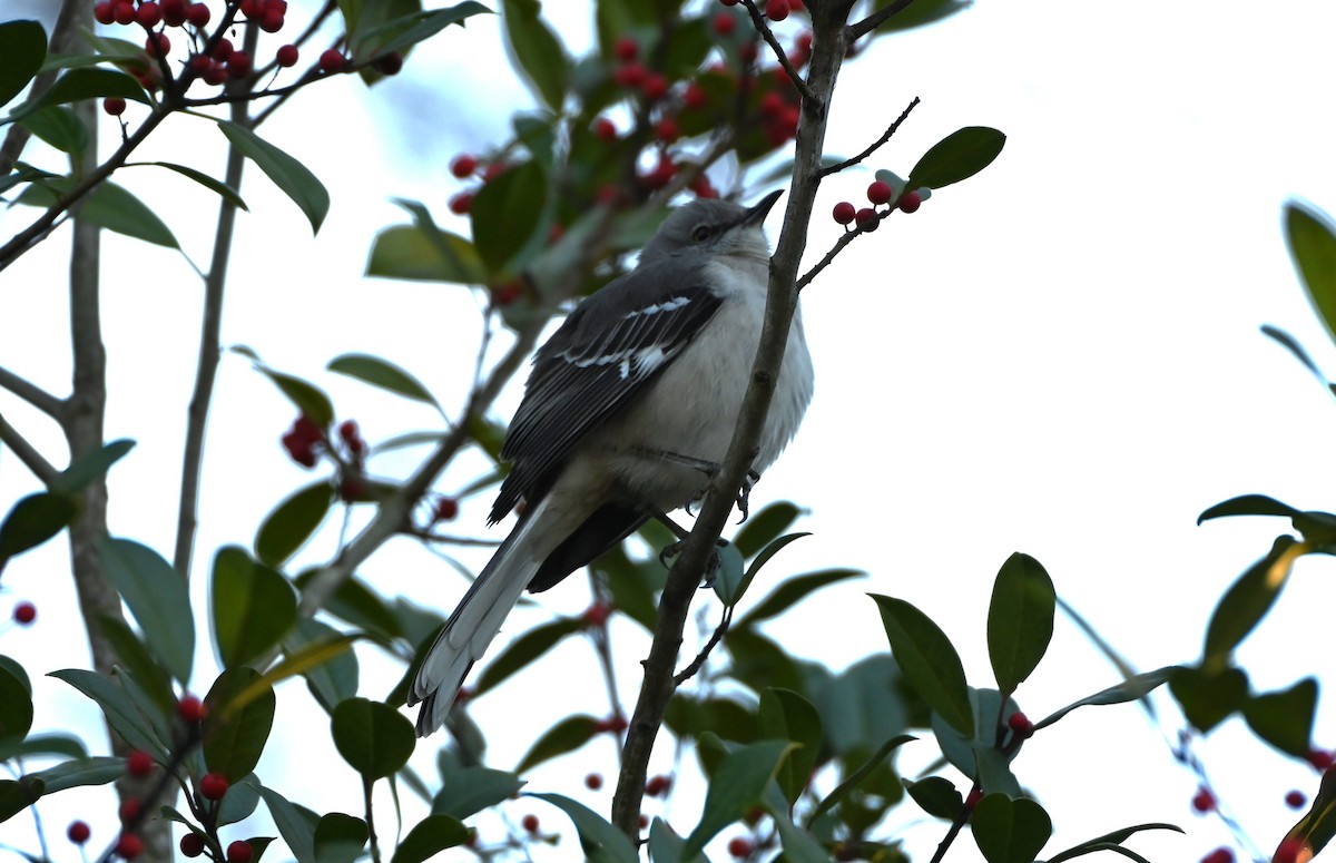 Gartenspottdrossel - ML647395315