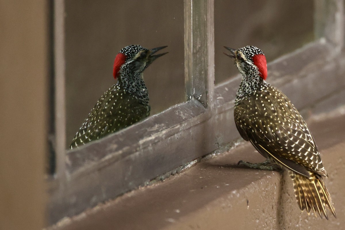 Nubierspecht - ML647395316