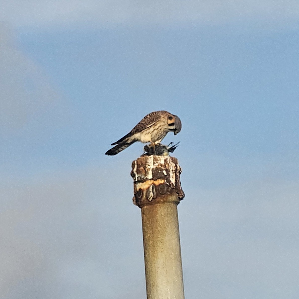 Buntfalke - ML647395317