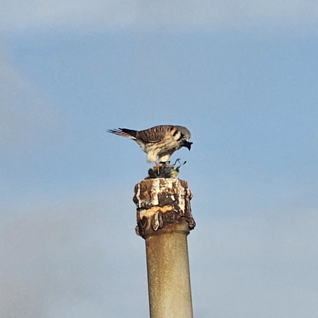 Buntfalke - ML647395318