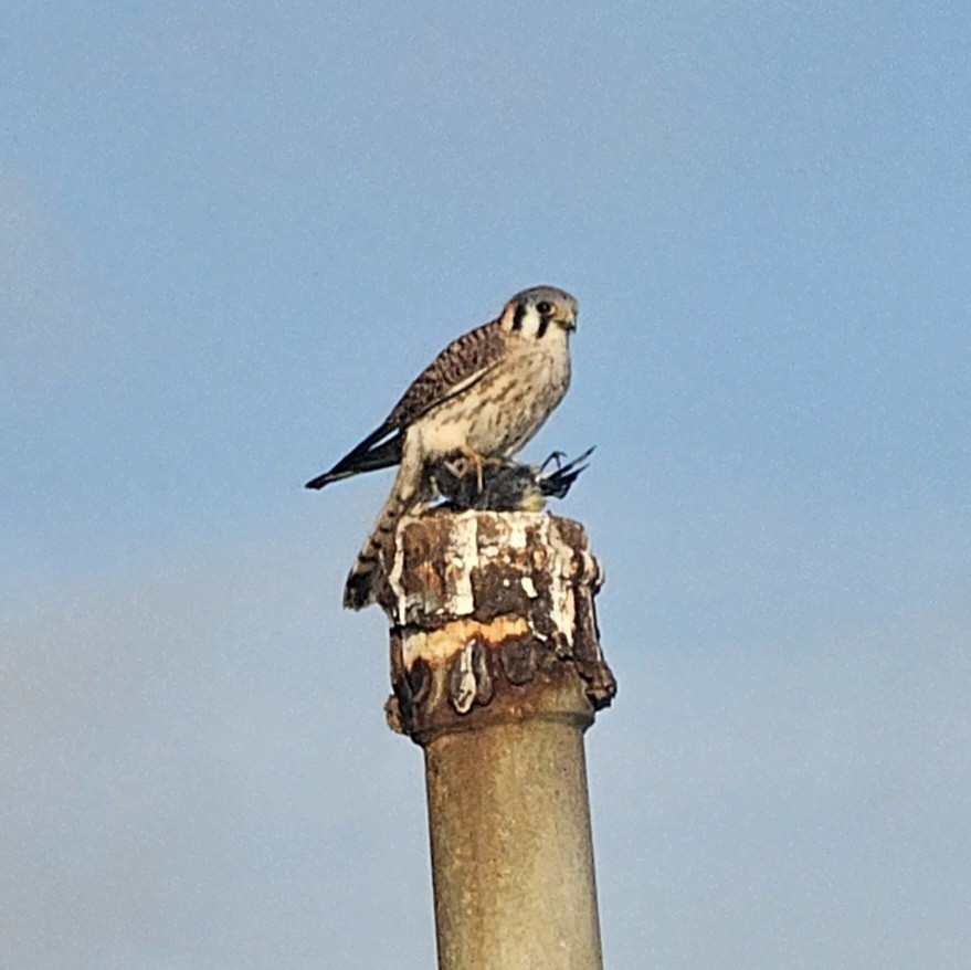 Buntfalke - ML647395319