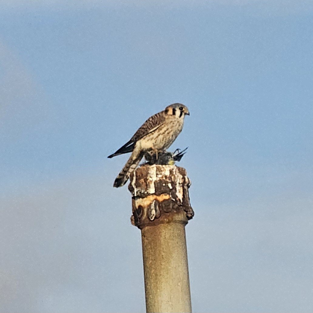 Buntfalke - ML647395320