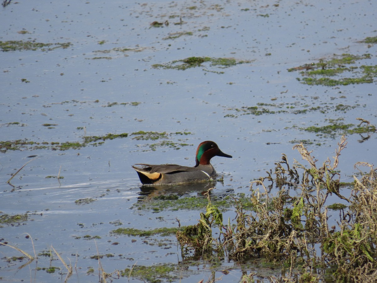 Krickente - ML647395321