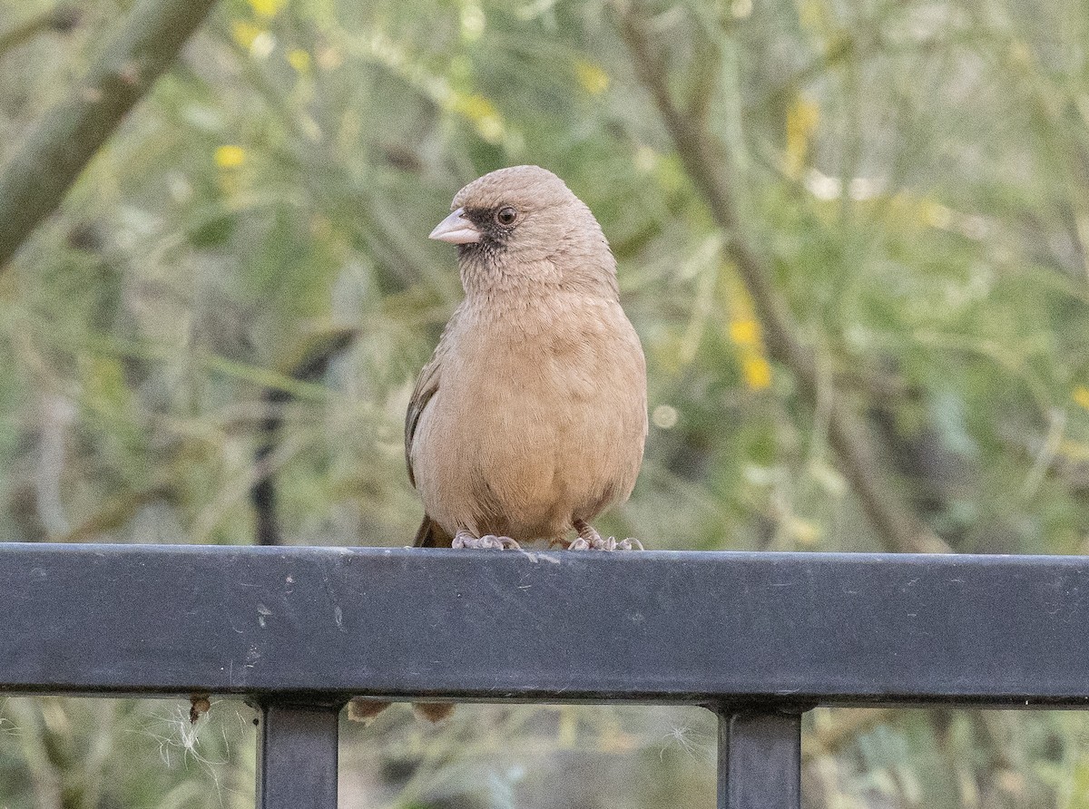 Schwarzkinn-Grundammer - ML647395322