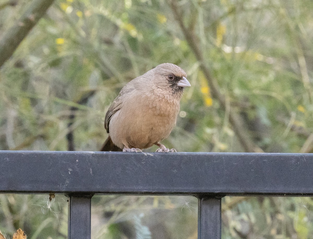 Schwarzkinn-Grundammer - ML647395323