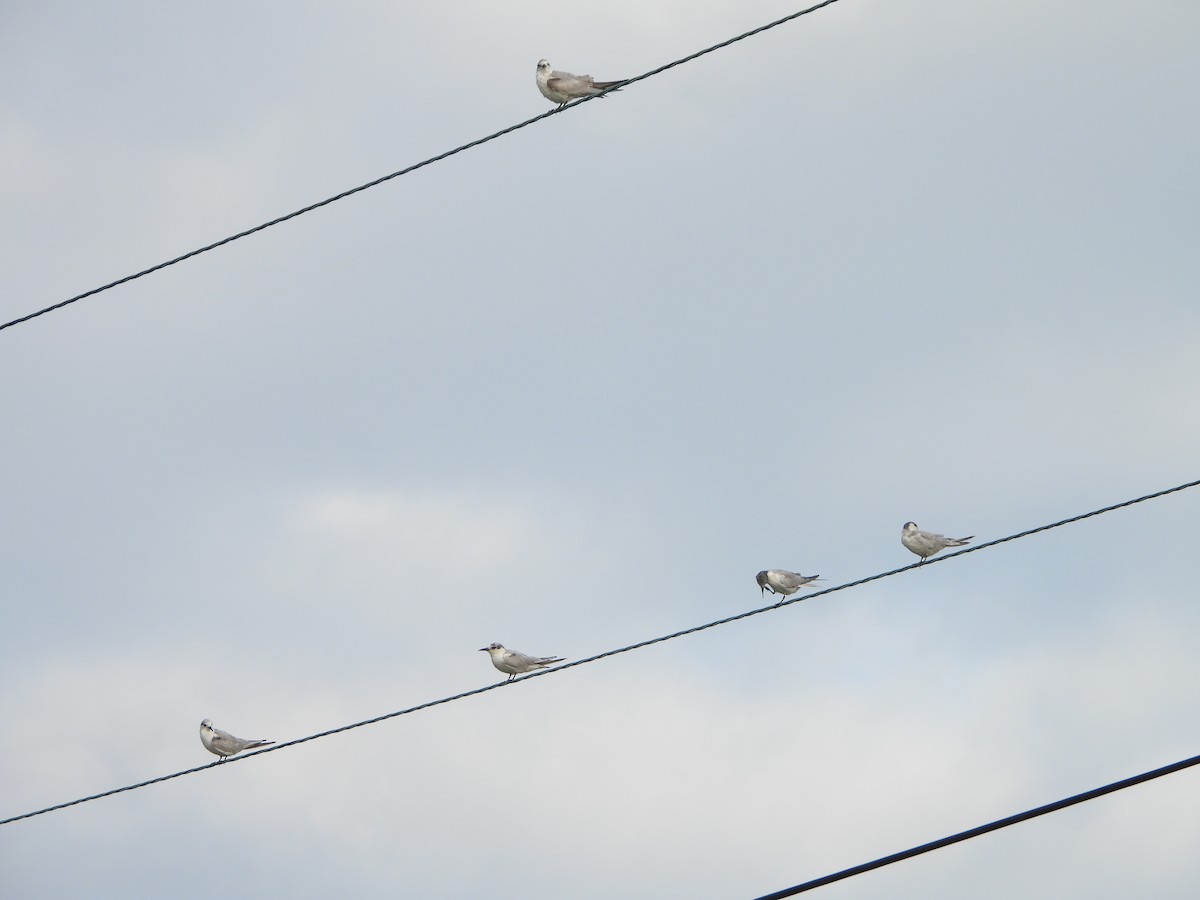 Weißbart-Seeschwalbe - ML647395327