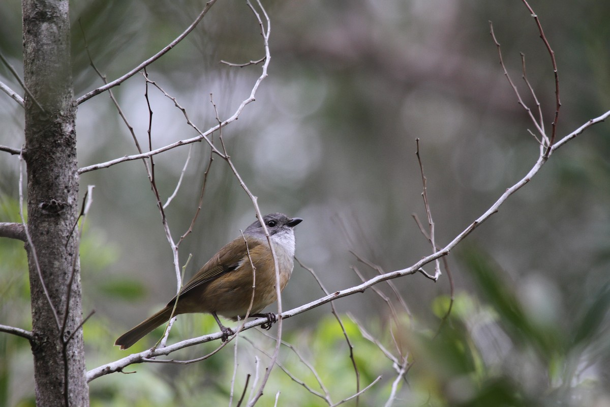 Schuppenkehl-Dickkopf - ML647395330