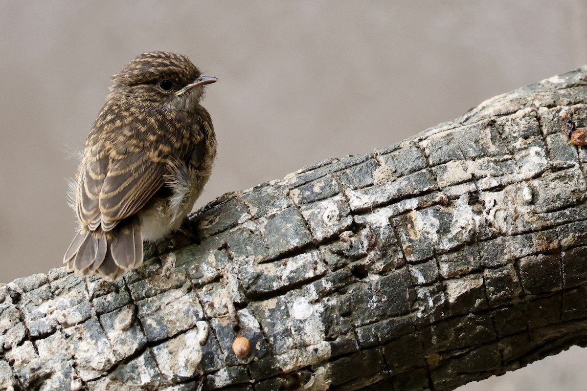 Sumpfschnäpper - ML647395331